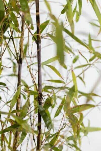 Svart Bambu