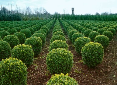 Buxus sempervirens