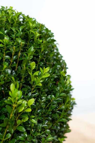 Buxus sempervirens