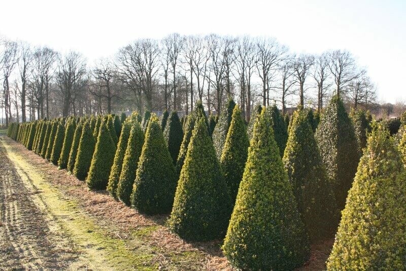 Buxus sempervirens