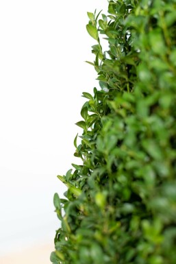 Buxus sempervirens