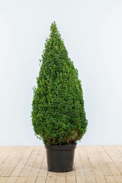 Buxus sempervirens