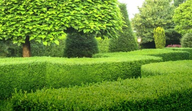 Buxus sempervirens