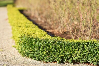 Buxus sempervirens