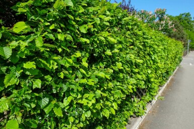 Carpinus betulus Avenbok häck 60-80 i kruka