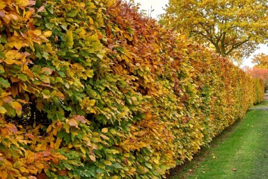 Carpinus betulus Avenbok häck 125-150 i kruka