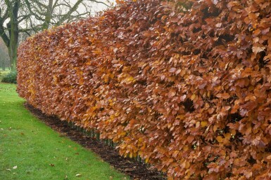 Carpinus betulus Avenbok häck 125-150 i kruka