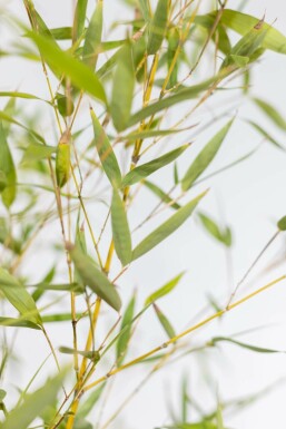 Phyllostachys aurea Kinabambusläktet häck 100-125 i kruka