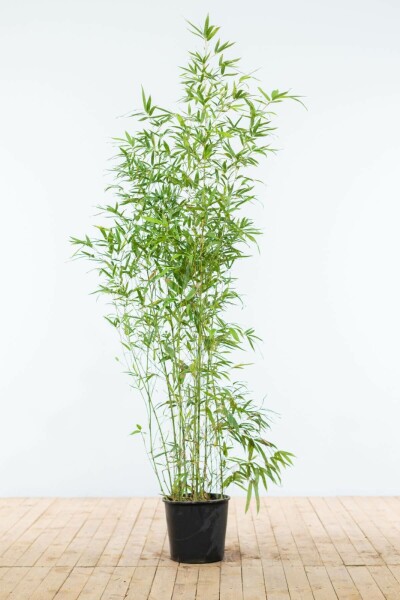 Phyllostachys aurea