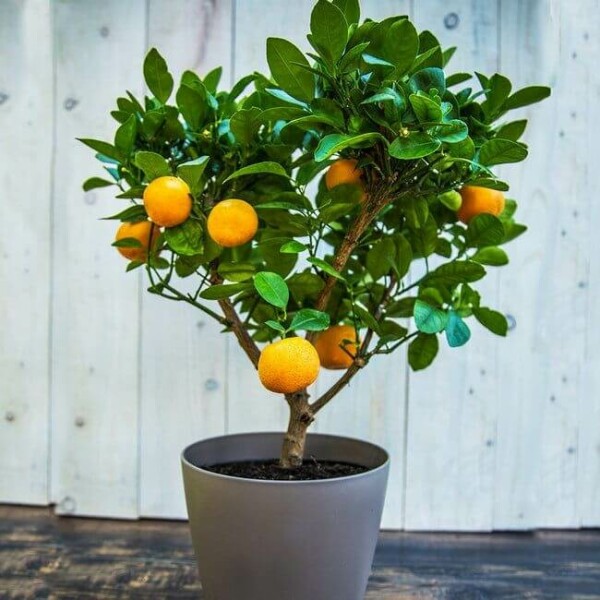 Citrus × clementina