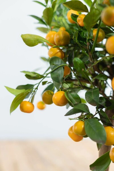 Citrus × mitis 'Calamondin'