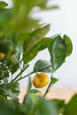 Citrus × mitis 'Calamondin'