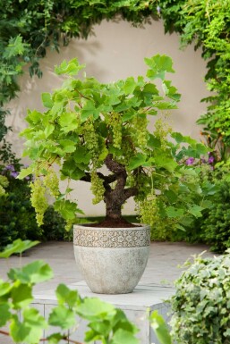 Vitis vinifera Vindruva bonsai 20-40 i kruka