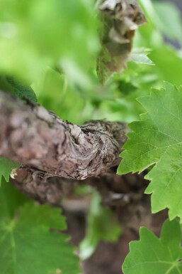 Vitis vinifera Vindruva bonsai 40-60 i kruka