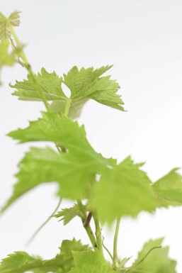 Vitis vinifera Vindruva bonsai 40-60 i kruka