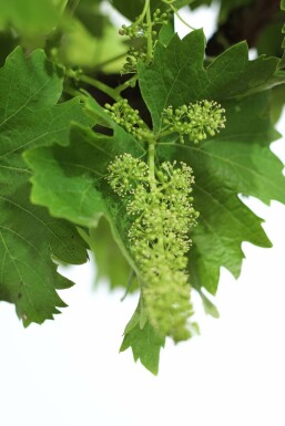 Vitis vinifera Vindruva på stam 125-150 i kruka 20-30