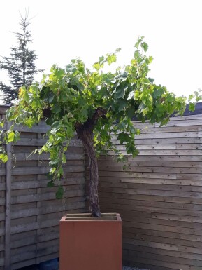 Vitis vinifera Vindruva på stam 125-150 i kruka 20-30