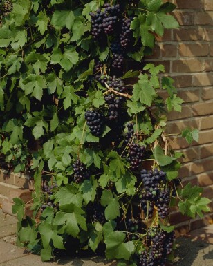 Vitis vinifera