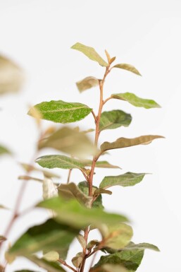 Elaeagnus × ebbingei 80-100 cm