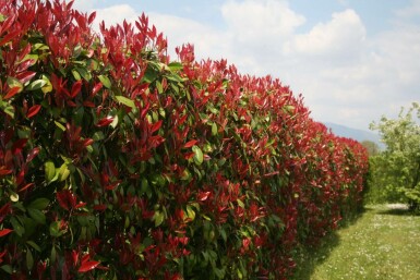 Photinia × fraseri 'Red Robin' Snittmispel häck 60-80 rotboll