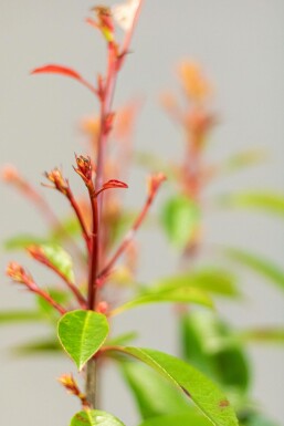 Photinia × fraseri 'Red Robin' Snittmispel häck 60-80 rotboll