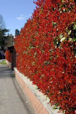 Photinia × fraseri 'Red Robin' Snittmispel häck 80-100 rotboll