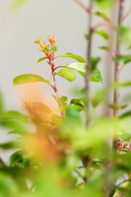 Photinia × fraseri 'Red Robin'