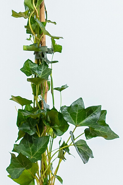 Hedera hibernica