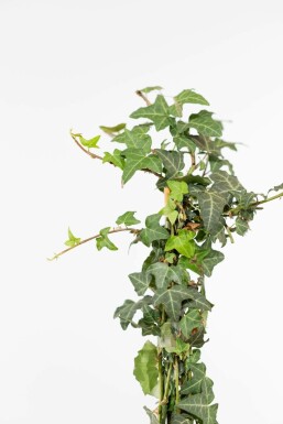 Hedera helix Murgröna häck 150-175 i kruka