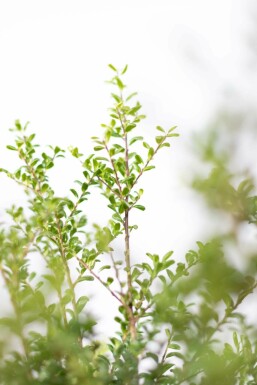 Ilex crenata 'Convexa'