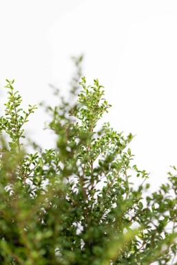 Ilex crenata 'Convexa' 50-60 cm