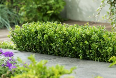 Ilex crenata 'Caroline Upright'