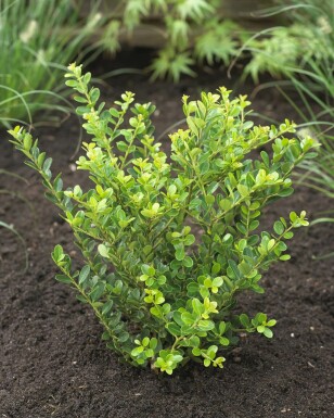 Ilex crenata 'Green Hedge' 15-20 cm