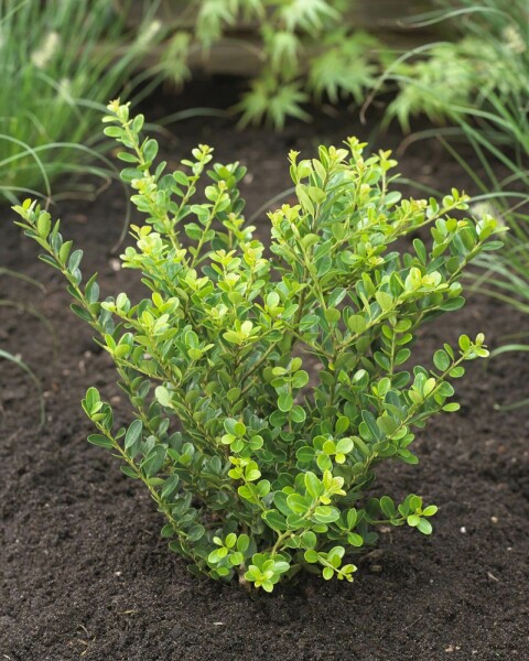 Ilex crenata 'Green Hedge'