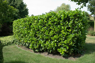 Prunus laurocerasus 'Etna'