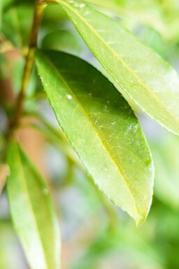 Prunus laurocerasus 'Genolia'