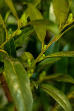 Prunus laurocerasus 'Herbergii' Lagerhägg häck 60-80 rotboll