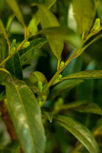 Prunus laurocerasus 'Herbergii'