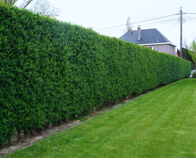 Ligustrum ovalifolium Bredbladig liguster häck 60-80 rotboll