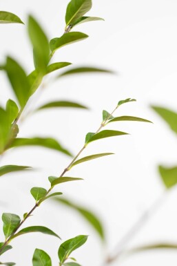 Ligustrum ovalifolium