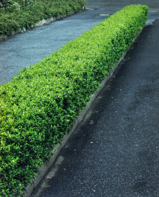 Ligustrum vulgare Liguster häck 80-100 rotboll