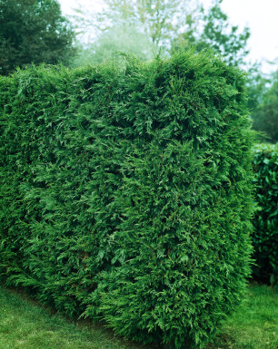 Cupressocyparis leylandii '2001'