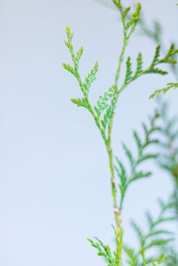 Thuja occidentalis 'Atrovirens' Tuja häck 80-100 rotboll