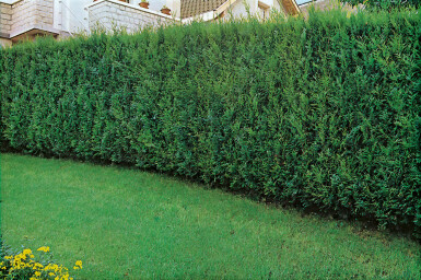 Thuja occidentalis 'Atrovirens' Tuja häck 150-175 rotboll