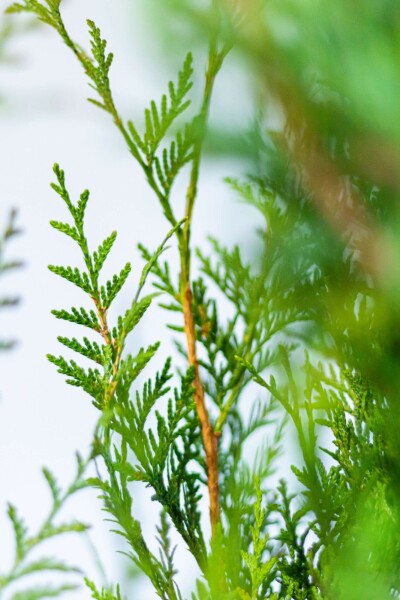 Thuja occidentalis 'Atrovirens'