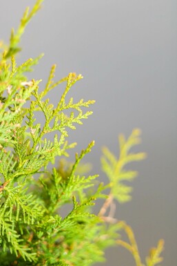 Thuja occidentalis 'Brabant' Tuja häck 140-160 rotboll