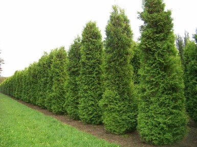 Thuja occidentalis 'Brabant' Tuja häck 160-180 rotboll