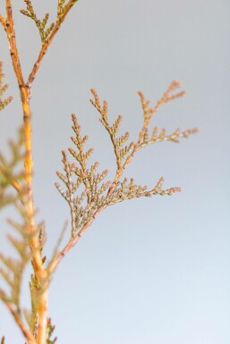 Thuja occidentalis 'Excelsa' Tuja häck 100-125 rotboll