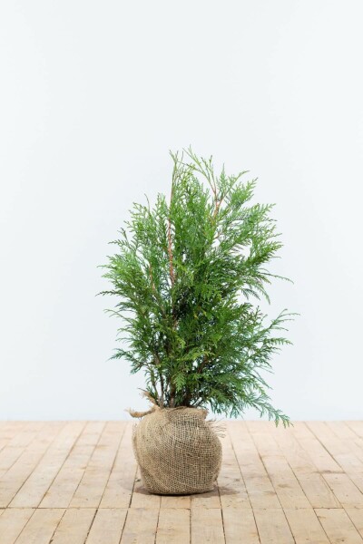 Thuja occidentalis 'Martin'