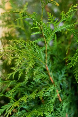 Thuja occidentalis 'Martin' Tuja häck 60-80 rotboll